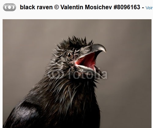 Raven design v2 avec photoshop