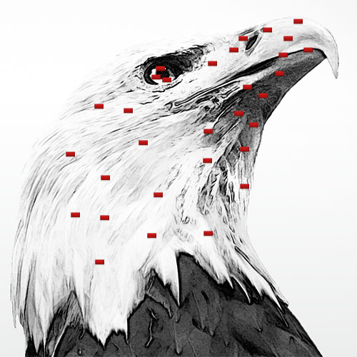 L’aigle Royal Américain avec Adobe Photoshop