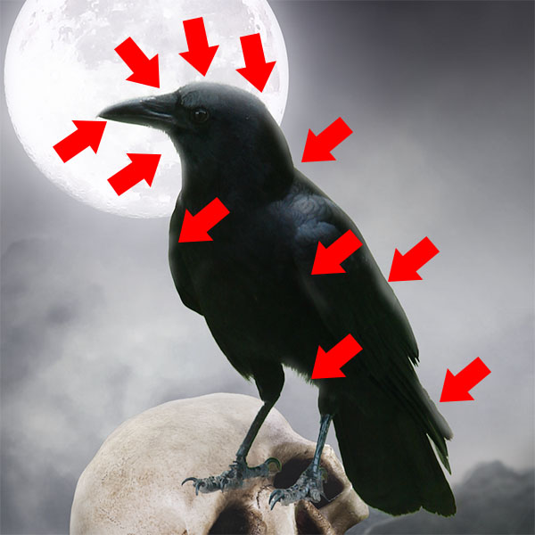 Photomanipulation le corbeau de la mort